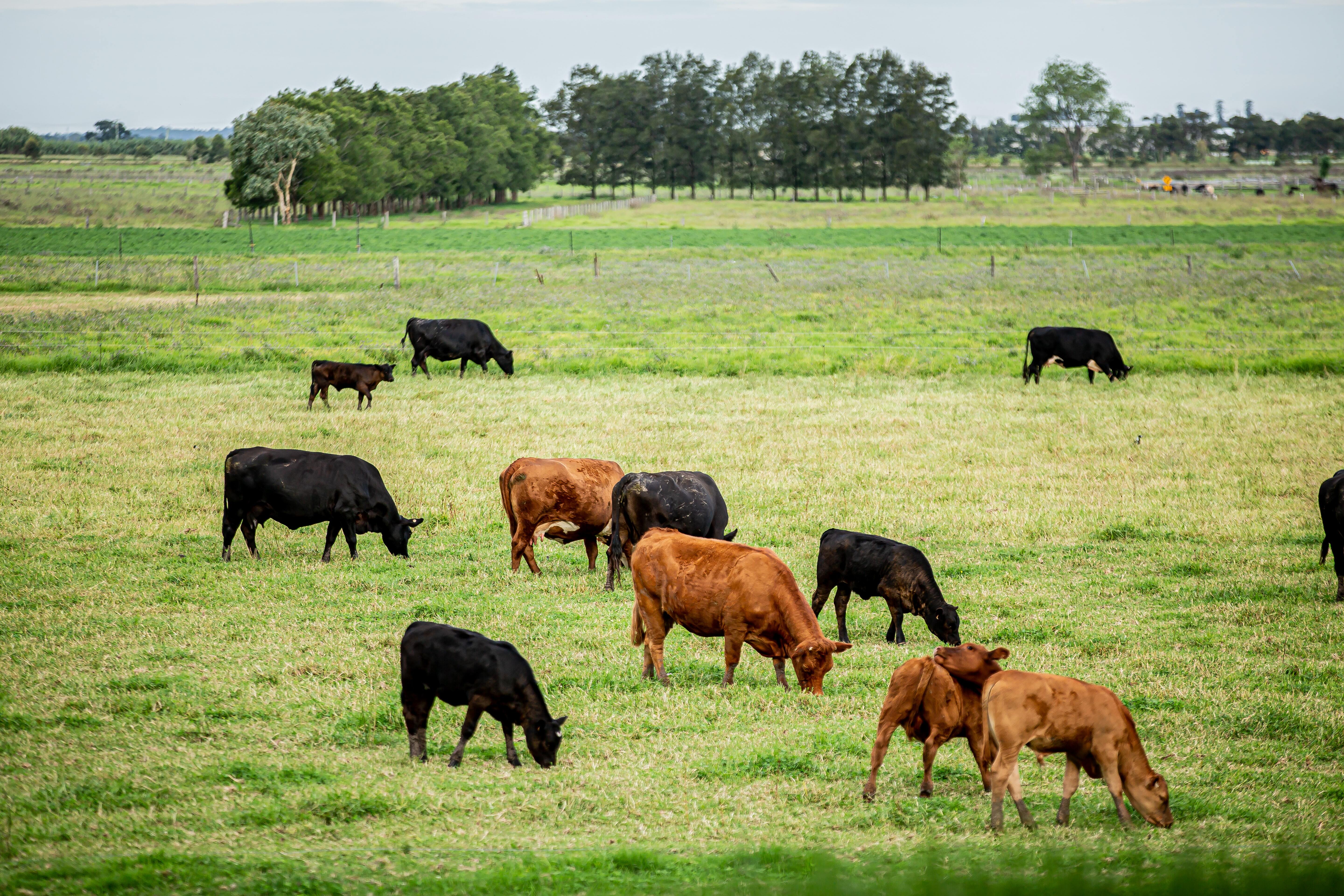 Farm-cows-lynda-hinton-Kucs-lhYhRc-unsplash