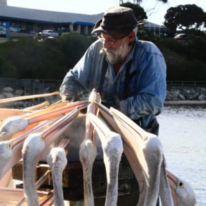 Local man feeds pelicans on Kangaroo Island